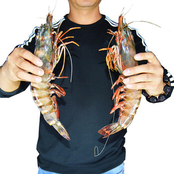 黑虎虾超大海虾鲜活特大对虾海捕水产礼盒装老虎虾400g2830cm