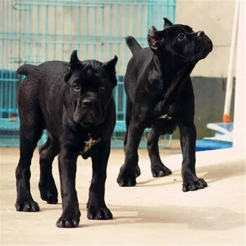纯种卡斯罗犬幼犬活体大型护卫猛犬卡斯罗幼犬巨型卡斯罗犬幼犬活体