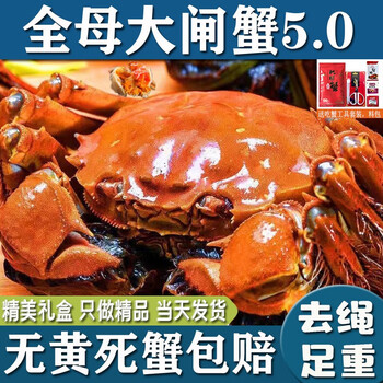 【活蟹】鹿凌青 鲜活大闸蟹 螃蟹礼品中秋蟹类礼盒装 足斤足两 【全母蟹宴】3.0-3.3两 精选 8只