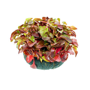 美人雾 坨草红波坨草 1坨  陀草真水草活体坨草 鱼缸水草泥 活水草 小