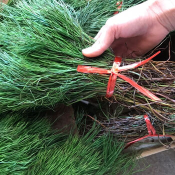 新货石寄生石刷把松叶兰石龙须铁石松龙须草500克干品