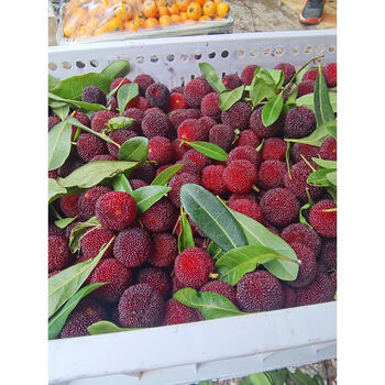 当季鲜果杨梅新鲜现摘贵州泡酒小杨梅孕妇水果酸甜早梅4斤3整箱2斤0颗