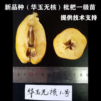 项虞情缘嫁接新品种华玉无核一号枇杷苗无籽枇杷树苗早熟盆栽地栽当年
