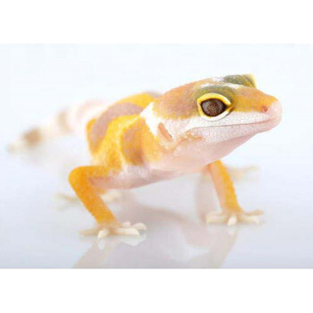 豹纹守宫蜥蜴幼体入门级爬宠活物好养易活的小动物不咬人冷门宠物橘白