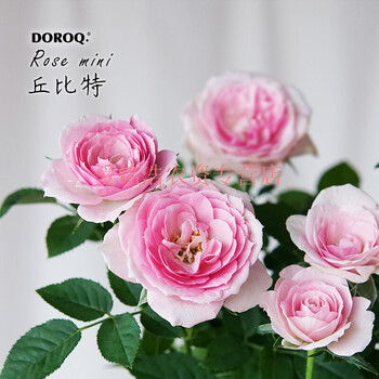 迷你玫瑰doroq多洛库果汁阳台微型月季花钻石盆栽带花发货丘比特带