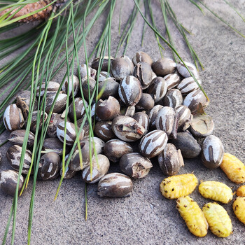 蜜袋鼯仓鼠粮食零食坦克虫洋辣子鼠松鼠啦虫金丝熊杨拉罐食用完好硬壳