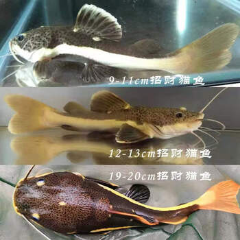 招财猫鱼活鱼活体凶猛大型热带观赏鱼红尾猫底层鲶鱼龙鱼鸭嘴鱼 红尾