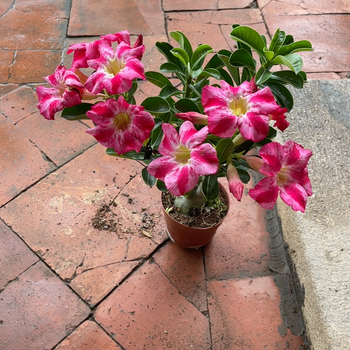 实生沙漠玫瑰室外庭院好养喜阳耐旱多肉植物苗老桩原单复瓣实生单瓣可