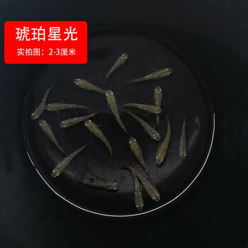 荣郁观背青鳉观赏鱼贵妃干支冷水金鱼原生迷你小锦鲤淡水活体魔法鱼卵琥珀星光2 1条备损 图片价格品牌报价 京东