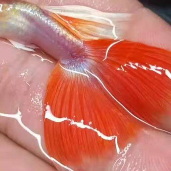 美人雾 孔雀鱼观赏鱼凤尾鱼活体小型热带鱼活体 火烧云2对 2-3厘米【