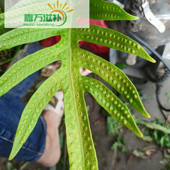 伟博发烧不退内伤公神草脉门草七星剑煮水口服9枝嘉万滋补9支一次