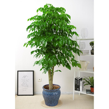 办公室盆栽客厅大型植物绿植盆栽 幸福树1.2米--1.4米 不含盆