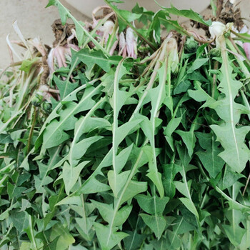 新鲜蒲公英1斤正宗现挖现发婆婆丁4斤黄花苗野菜嫩叶蒲公英当天新鲜现