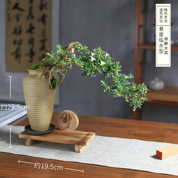 盆景树桩客厅室内花小叶紫檀盆栽植物花卉榆树盆景常青悬崖临水型 静木底金边六月雪带盆 图片价格品牌报价 京东