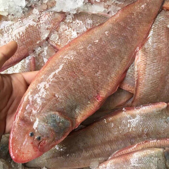 诺斯食美龙利鱼海捕舌头鱼踏板鱼鳎目鱼子板鱼鱼柳牛舌鱼海鱼海鲜一斤4 5条左右 中号 6斤装 店主力荐 图片价格品牌报价 京东