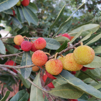 4斤杨梅新鲜现摘泡酒孕妇当季水果青红杨梅小山土杨梅超酸2000g