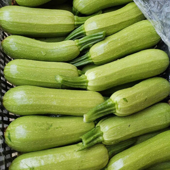 农家自种早春西葫芦三月瓜小瓜时令蔬菜茭瓜小南瓜产地现摘3斤实惠装