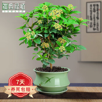 祺典桂花盆栽室内带花盆景四季桂客厅浓香型开花绿植净化空气花卉植物桂花 梅青617 圆托盘 图片价格品牌报价 京东