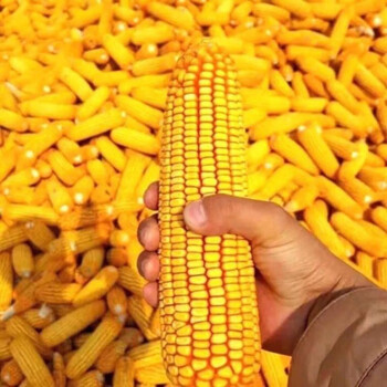 细辛正大811 杂交玉米种子抗病粒深粮饲兼用大田种植春夏播种玉米 811