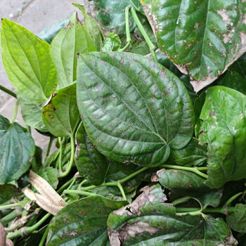 伟博 青蒟 槟榔蒟 蒌叶 蒟青 新鲜现采 500克【嘉万滋补品】