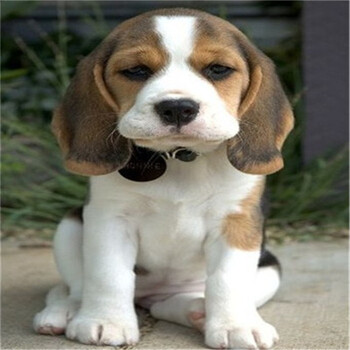 比格犬小型短毛犬保纯种活体宠物幼犬 英国小猎犬米格鲁短毛小狗质保