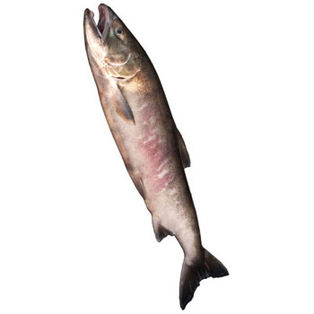 大马哈鱼黑龙江特产新鲜速冻马哈东北整条冷冻大鱼淡水鱼7斤马哈鱼一