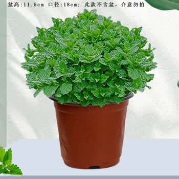 薄荷盆栽可食用水培植物留兰香新鲜叶香草种植苗大叶绿植室内驱蚊 1盆