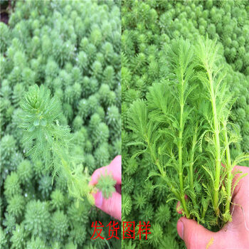 狐尾藻鱼缸水草共生过滤净化水质造景养鱼养虾蟹水培水生植物盆栽孔雀羽毛草根裸根不带土 图片价格品牌报价 京东