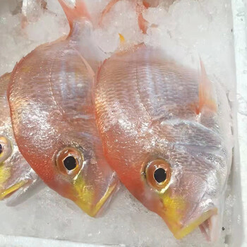 厚今海鲜金口立鱼冰鲜水产新鲜到家坏单包赔400克1条