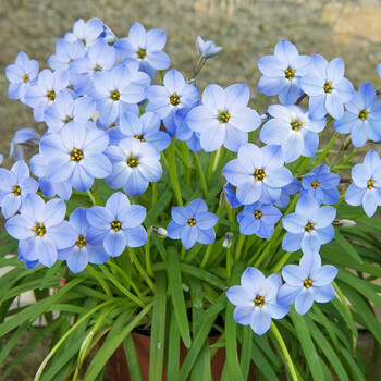 花韭种球左家花园进口球根冬季春季开花多年生种球庭院阳台盆栽杰西10