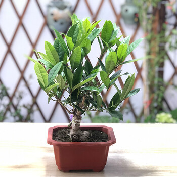 金莲子桂花提根盆景1棵 不含盆