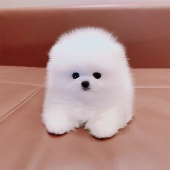 碧影茶杯犬俊介宠物狗狗幼犬活体博美犬纯种双血统球体哈多利博美狗长不大玩具型杯子狗白色黄色俊杰犬精品a级公 图片价格品牌报价 京东