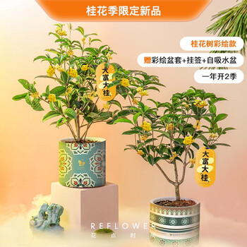 花点时间桂花树盆栽月月桂绿植桂花盆栽 自吸水盆款 图片价格品牌报价 京东