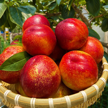 【京鲜配送】大连黄心油桃 当季现摘现发 新鲜孕妇水果 脆甜麻点桃子