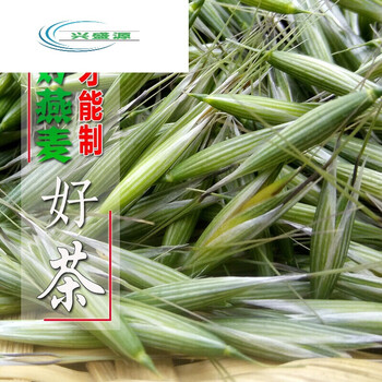 2020年正宗野麦子野麦浮小麦雀麦野燕麦茶去汗止汗500克