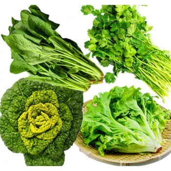 桃李村新鲜蔬菜生菜黄心菜菠菜香菜生鲜叶菜