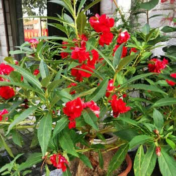 精选 凤仙花种子籽四季庭院盆栽地栽凤仙透骨草指甲花急性子桃红金凤花红色凤仙花1000粒 肥料 图片价格品牌报价 京东