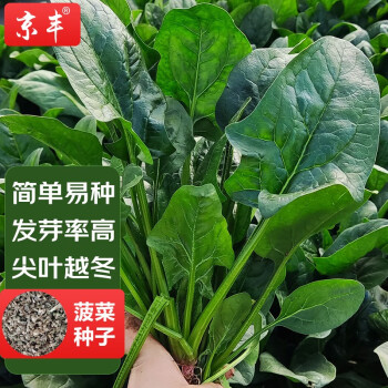 【京丰】品牌种植的蔬菜/菌类价格走势与销量趋势分析