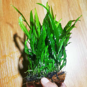 皇冠大叶绿九冠水下叶不用二氧化碳四季淡水阴性水草 细叶铁皇冠二板