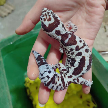 尾守宫宠物易养爬宠爬虫成体豹纹守宫可爱成体豹纹守宫活体幼体 奶牛