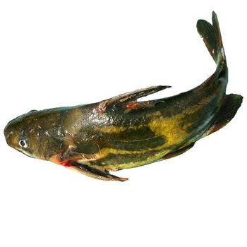 鲜美惊野黄辣丁微山湖新鲜黄骨鱼鲜活昂刺鱼活鱼现杀现发淡水 黄辣丁