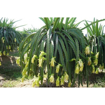 霸王花苗 霸王鞭量天尺剑花 仙人掌科多肉植物盆栽蟹爪兰嫁接砧木 长