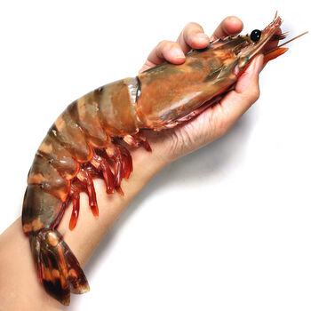 黑虎虾老虎虾鲜活超大虾特大巨型海虾水产鲜活海鲜冻虾新鲜斑节虾