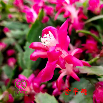 多瑙梦蟹爪兰50个品种叶仙嫁接株高25公分两个嫁接点三棵送配套花架金平糖带盆栽好 图片价格品牌报价 京东