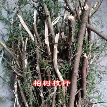 七抒柏树枝香柏丫新鲜侧柏叶四川重庆熏腊肉香肠护发野生小树苗 深