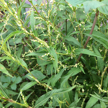 广西辣蓼草 新鲜辣廖 中草药白花辣蓼 辣马蓼辣椒草酒曲材料