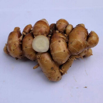 【精品】沙姜生姜老姜新鲜现挖香料调味多规格可选 1斤
