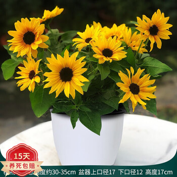 向日葵盆栽鲜花带花苞花卉太阳花客厅办公室光辉岁月小型桌面绿植向日葵 自吸水塑料套盆白色小号 带盆栽好 图片价格品牌报价 京东