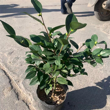 战长沙烈香妃茶花香水盆栽茶花树苗阳台庭院绿植物带花苞金花茶浓香味