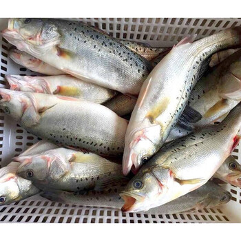 鲈鱼鲜活海鱼新鲜水产深海七星海鲈鱼深海花鲈鱼舌尖戏水 3条 550-650